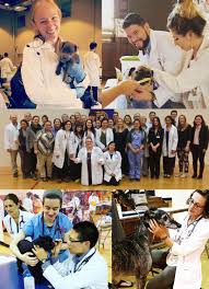 Passport health east syracuse serves students, families and businesses in the syracuse area looking to travel. Students Participate In A Day Long Animal Wellness Clinic In Niagara Falls Cornell University College Of Veterinary Medicine