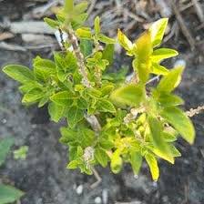 Image result for Pithecellobium dulce