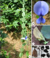 Image result for Crotalaria vasculosa