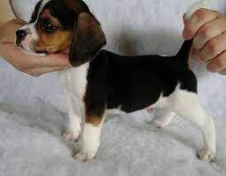 Olde English Pocket Beagle Puppies Pocket Beagle Beagle Puppy Pocket Beagle Puppies