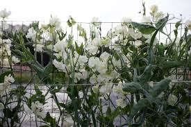 Types of eucalyptus eucalyptus species how many eucalyptus are there? Fabulous Foliages And Fillers Floret Flowers