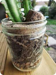 A cactus in a mason jar. Plant It In A Jar Diy Cactus Planter