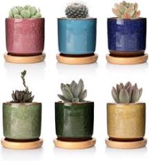 Si queremos disfrutar de nuestras suculentas desde el primer día que llegan a casa, es muy importante elegir el los cactus, así como el resto de suculentas, se deberían de comprar únicamente durante los meses cálidos, pero la realidad es que se adquieren. 390 Ideas De Herramientas Para Suculentas Y Cactus Accesorios De Jardineria Herramientas De Jardineria Suculentas Jardineria