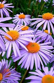 Pin By Liz Kadinger On Viragok Aster Flower Types Of Flowers Flower Images