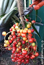 Image result for Aiphanes horrida