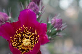 Choose your favorite arizona desert paintings from millions of available designs. Haibun Desert Flowers Tucson Arizona Cactus Haiku