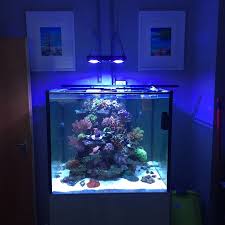 Pin By Mesuru Mandacioglu On Aq Saltwater Tank Setup Saltwater Aquarium Marine Aquarium