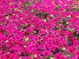 Rosmarin (rosmarinus officinalis) oder lavendel (lavandula angustifolia) verdunsten vergleichsweise wenig wasser. Pflanzen Fur Balkon Und Terrasse Die Hitze Und Trockenheit Gut Ertragen Garten Ch