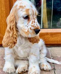 Home Art 4 Petz Unique Goods For A Cause From Art Photos Spaniel Puppies Cocker Spaniel Puppies Cute Dogs