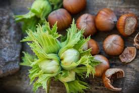 With over 14 varieties of locally grown hazelnuts, we will work with your food science department to cater to your precise needs and specifications. Nut Business 2020 Market Summary For Walnuts Almonds Hazelnuts Pistachios And Other Nuts Eastfruit