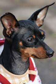 What Are Some Pros And Cons Of Owning A Miniature Pinscher Miniature Pinscher Miniature Pinscher Puppy Miniature Pinscher Dog