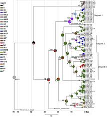 Seamless botanical floral pattern of dogwood and daffodils. Phylogenomics Biogeography And Evolution Of The Blue Or White Fruited Dogwoods Cornus Insights Into Morphological And Ecological Niche Divergence Following Intercontinental Geographic Isolation Lindelof 2020 Journal Of Systematics And