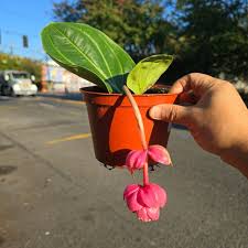 Image result for Medinilla