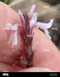 Image result for Striga bilabiata