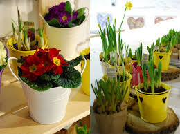 Găsește imagini cu flori de primavara. Flori De Primavara Flori In Ghivece Seminte Marturii Bulbi De Flori I Dreamgardens