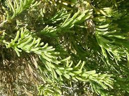 Image result for Suaeda monoica