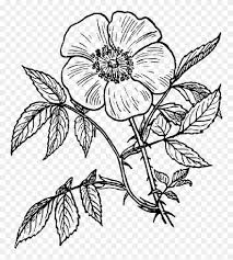 Draw two curved lines that are slightly apart and connect at the base of the flower. Drawing Bushes Outline Day Of The Dead Flowers Drawing Clipart 4203590 Pinclipart