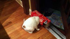 Maybe you would like to learn more about one of these? Cat Gets Soda Box Stuck On Head Youtube