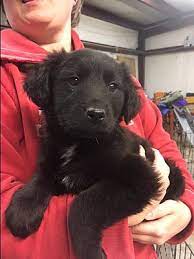 No puppies available at this time. Memphis Tn Labrador Retriever Meet Crosstown Lab Pups A Pet For Adoption