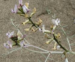 Image result for Sclerocarpus