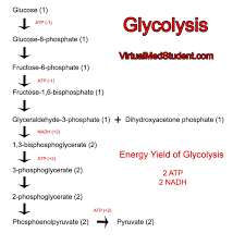 Virtualmedstudent Com Glycolysis Writing Services Biology Classroom Biochemistry