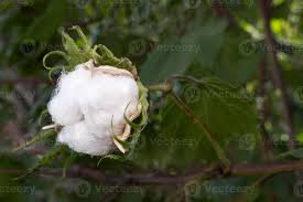 Image result for Gossypium