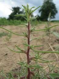 Image result for Salsola rabieana