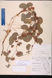 Image result for Rhynchosia mannii