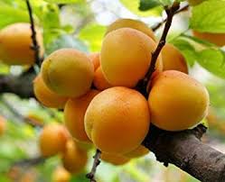 Image result for Prunus armeniaca