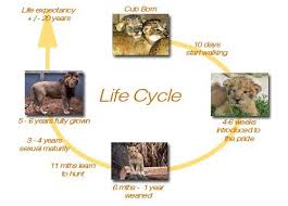 Point It Out Animal Life Cycle Presentation Introduction Lion Life Cycle Life Cycles Animal Life Cycles