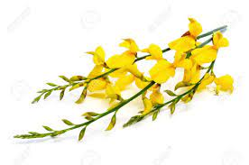Spanish Broom Flowers On A White Background Stock Photo Picture And Royalty Free Image Image 10072217