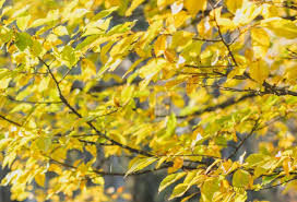 It?s a nice vector to use in creative promos or campaigns related to spring nature life art inspiration and more. 14 Trees With Brilliant Yellow Fall Leaves