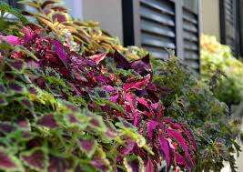 We did not find results for: 12 Plants That Are Perfect For Window Boxes Bob Vila