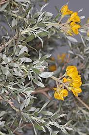 Image result for Adenocarpus