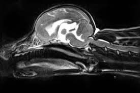 We did not find results for: Atlantooccipital Overlap And Other Craniocervical Junction Abnormalities In Dogs Veterinary Clinics Small Animal Practice