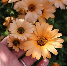 Image result for Dimorphotheca