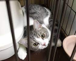 ケージは不必要 な猫飼いさんが多すぎ その考えは勘違いかも ねこのきもちweb magazine 生まれたての子猫 猫 ねこ