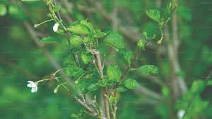 Image result for Hibiscus micranthus