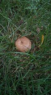 Image result for Russula perlactea