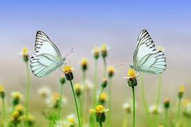 26 less than a minute. 100 000 Kostenlose Fruhling Und Blumen Bilder Pixabay