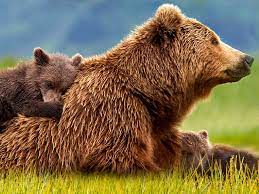 The chicago bears are a professional american football team based in chicago.the bears compete in the national football league (nfl) as a member club of the league's national football conference (nfc) north division. Bears Disney Movies