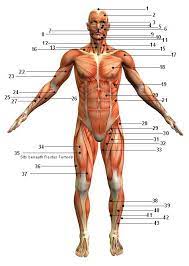 Five pairs of lumbar spinal nerves labeled l1 to l5 branch off your spinal cord and exit through small holes between the vertebrae. This Muscular System Picture Shows All The Major Muscle Groups On The Human Body From The Fron Muscular System Human Anatomy And Physiology Exercise Physiology