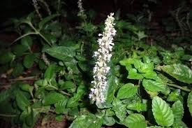 Image result for Platostoma