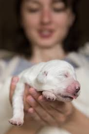 Dreamstime is the world`s largest stock photography community. Premium Photo 2 Newborn Puppies Of A Golden Retriever Lie In Female Hands