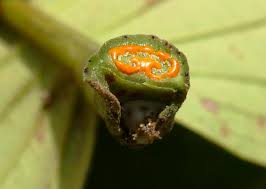 Image result for Psorospermum mechowii