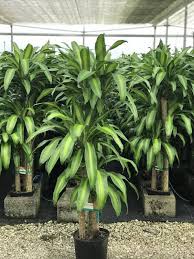Image result for Dracaena fragrans