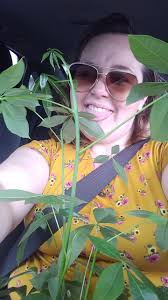 How to grow money plant at home