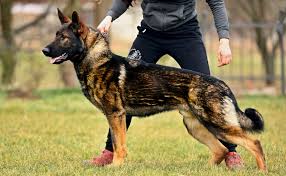 German shepherd puppy for sale. Akc German Shepherd Puppies Debut Shepherds