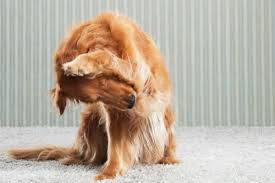 We wouldn't want to alienate half the planet by choosing one over the other. Movie Animal Trainers Reveal The Secrets Behind Two Famous Pet Tricks Fleas Animal Facts Pets