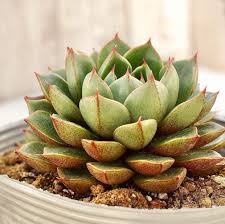 Echeveria Purpusorum Rose A Berger Echeveria Succulent Gardening Succulents